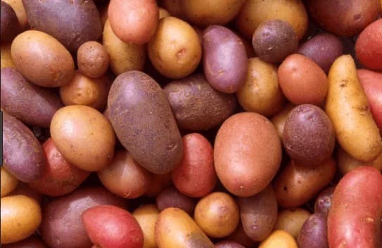 growing potatoes in fabric pots