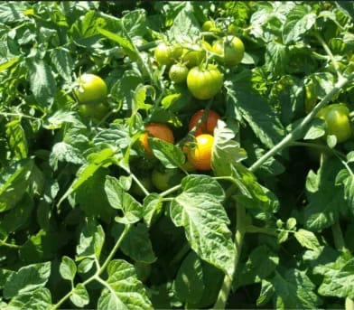 growing tomatoes in fabric pots